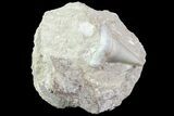 Otodus Shark Tooth Fossil In Rock - Eocene #77257-1